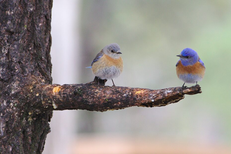 couple d'oiseaux