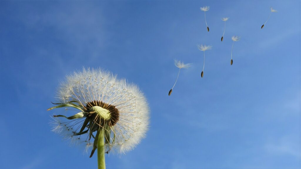 coaching-envol